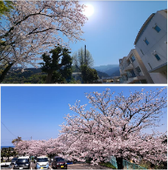 桜３